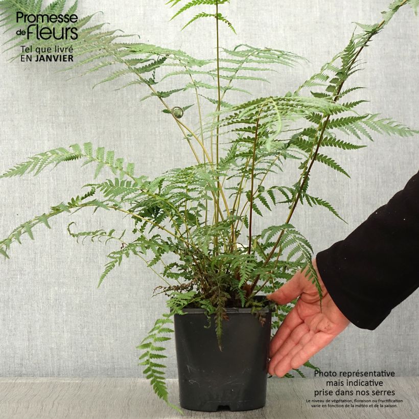 Dicksonia antarctica - Helecho arborescente Maceta 2L/3L Ejemplar entregado en invierno
