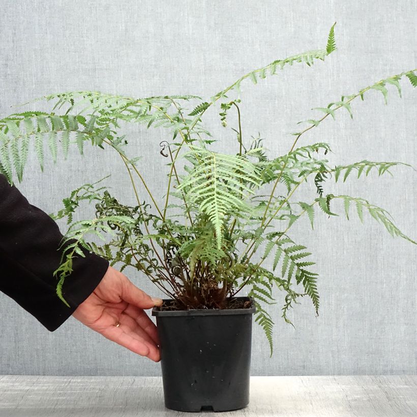 Dicksonia antarctica - Helecho arborescente Maceta 2L/3L Ejemplar entregado en la primavera