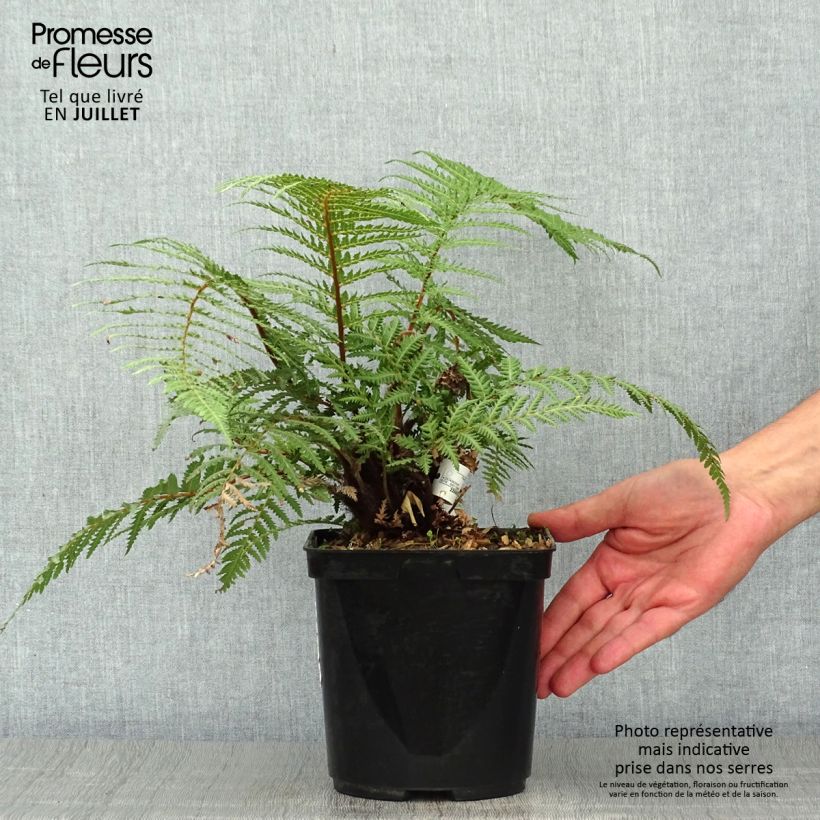 Ejemplar de Dicksonia fibrosa - Helecho arborescente Maceta 3L/4L entregado en verano