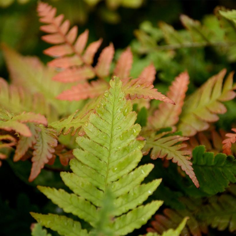 Dryopteris erythrosora - Helecho macho de sori rojos (Follaje)
