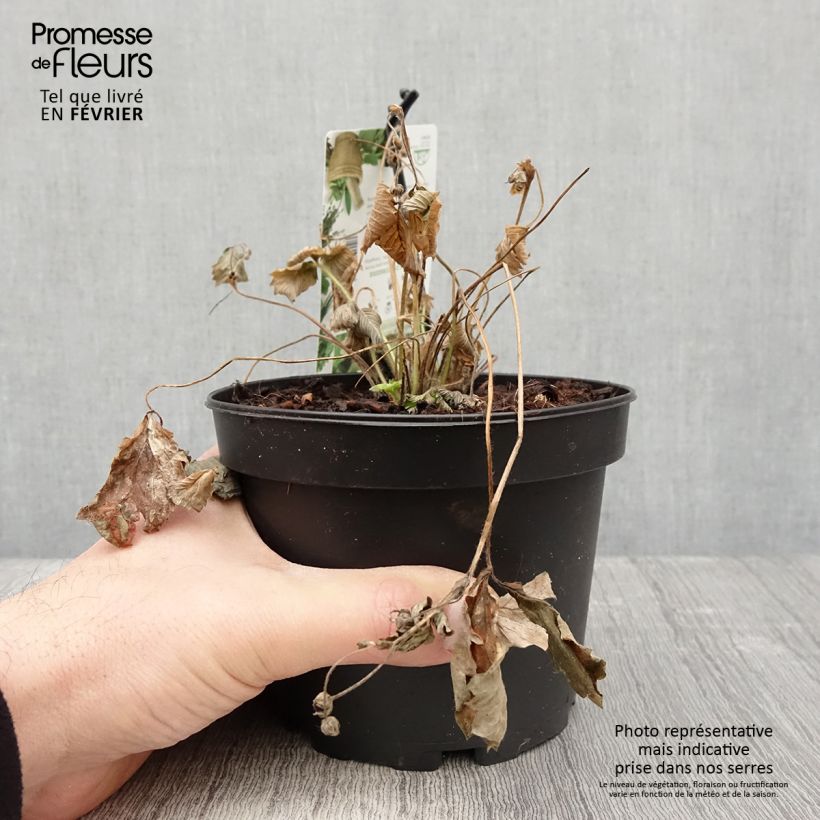 Fresa alpina Yellow Wonder Maceta 1,5L/2L Ejemplar entregado en invierno