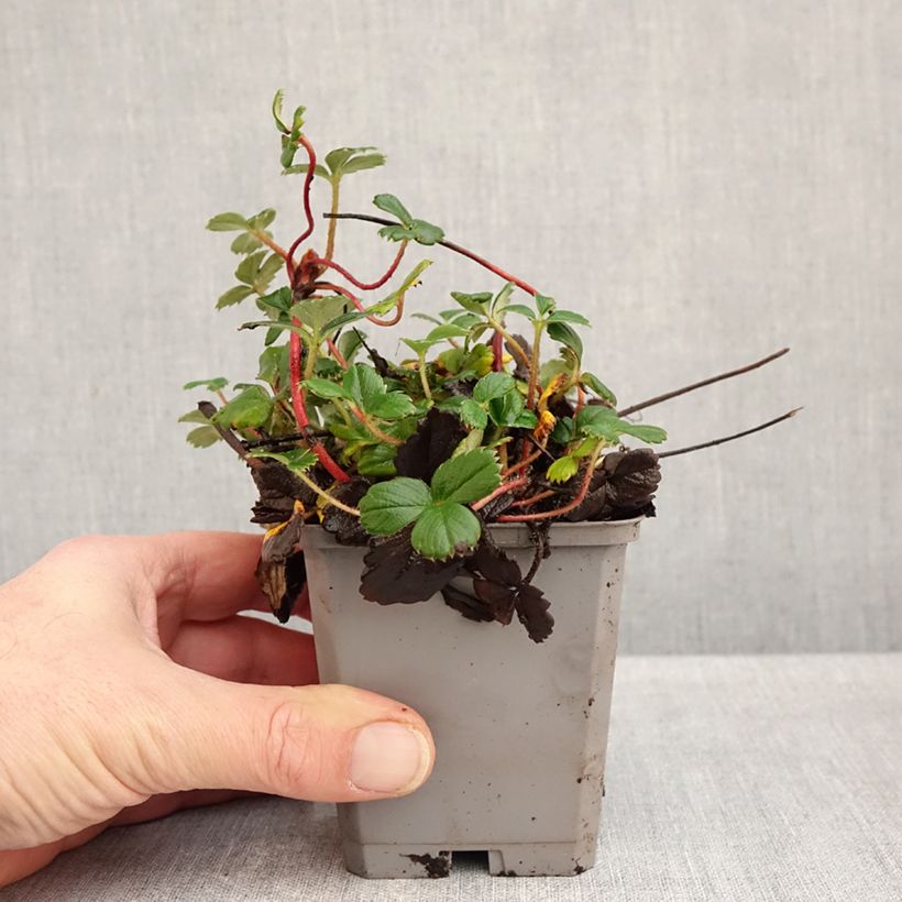 Ejemplar de Frutilla chilena - Fragaria chiloensis Maceta de 8/9 cm entregado en otoño