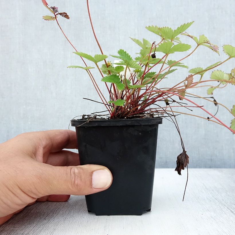 Ejemplar de Fresa salvaje - Fragaria vesca Maceta de 8/9 cm entregado en verano