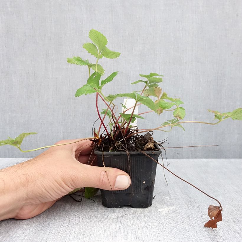 Ejemplar de Fresa Rügen Maceta de 8/9 cm entregado en otoño