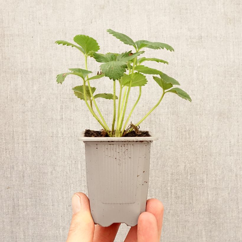 Fresa Anaïs cepellón: 4 cm x 4,5 cm Ejemplar entregado en la primavera