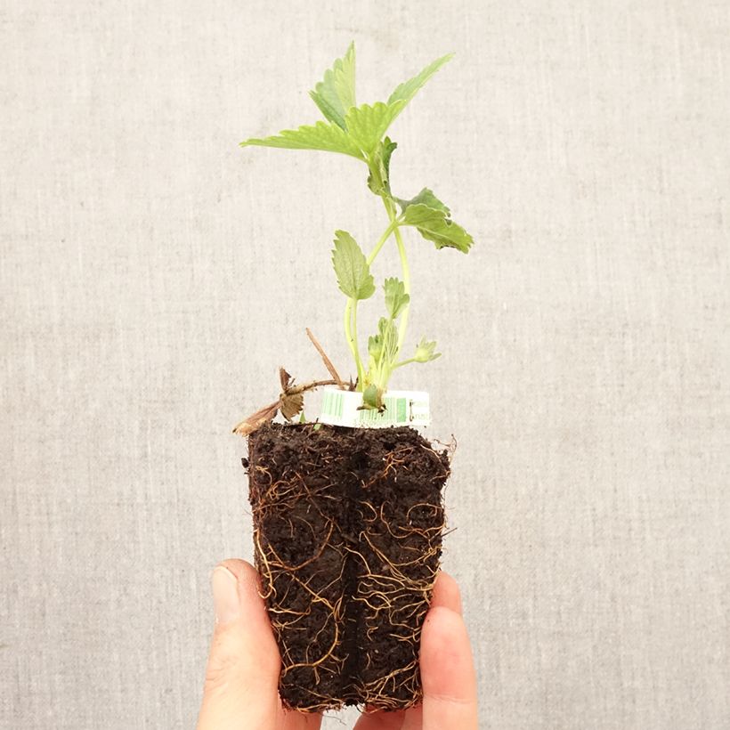 Fresa Annabelle cepellón de 5 cm x 7 cm Ejemplar entregado en la primavera