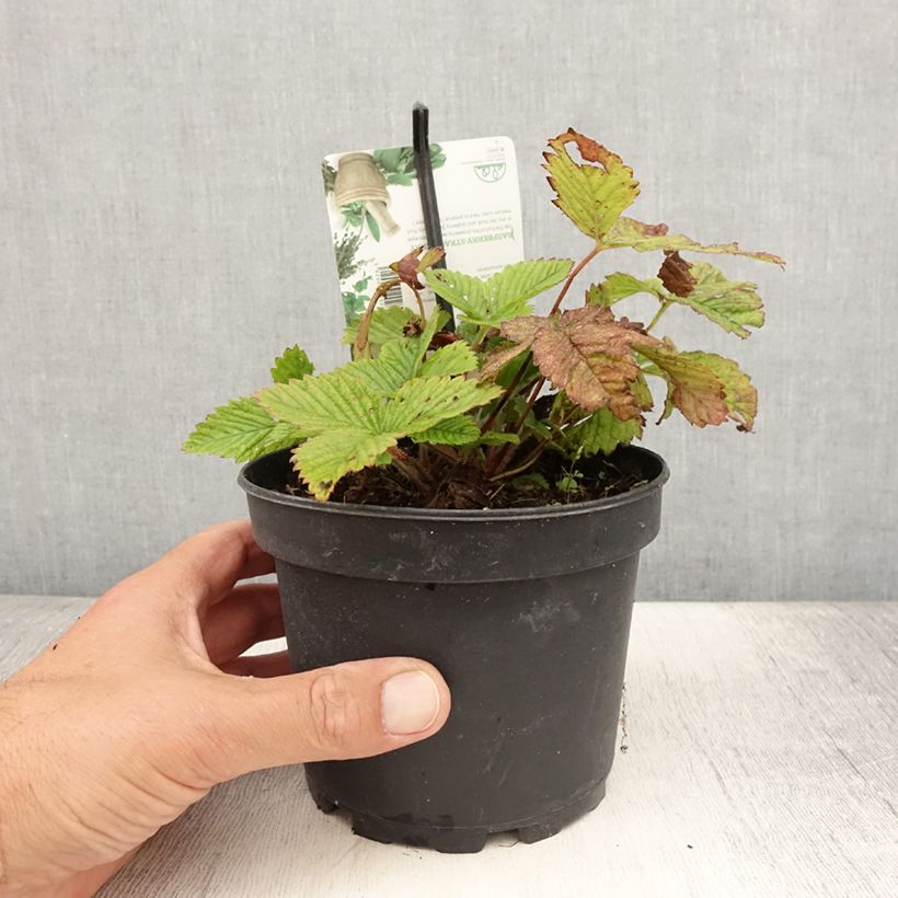 Ejemplar de Fresa almizcle - Fragaria moschata Maceta 1,5L/2L entregado en verano