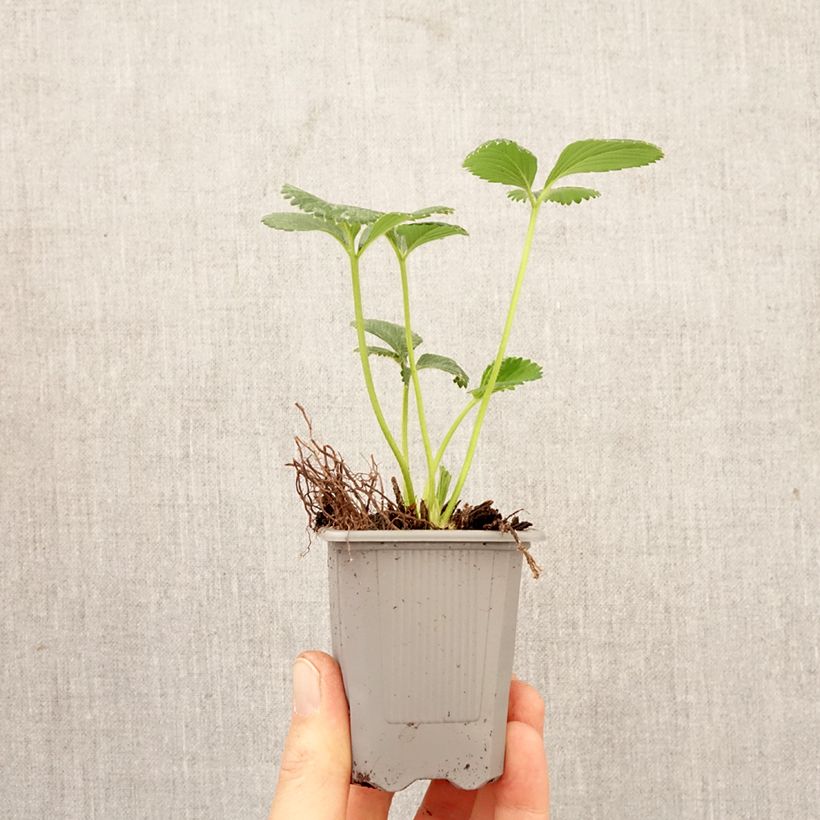 Fresa Charlotte cepellón: 4 cm x 4,5 cm Ejemplar entregado en la primavera