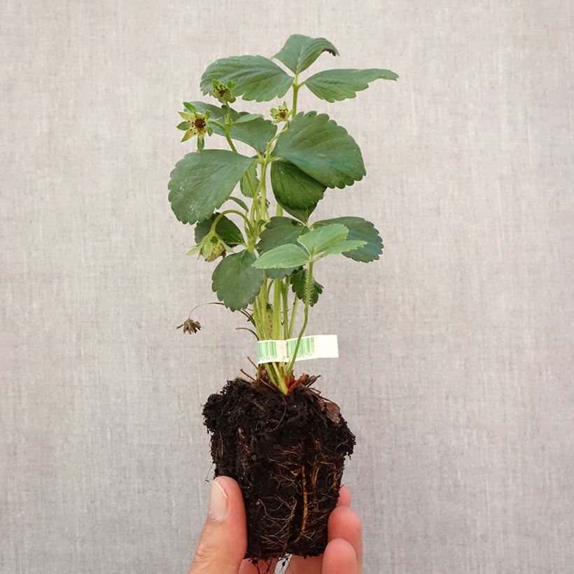 Ejemplar de Fresa Cijosée Bio cepellón de 5 cm x 7 cm entregado en otoño