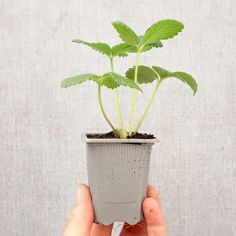 Fresa Cijosée cepellón: 4 cm x 4,5 cm Ejemplar entregado en la primavera