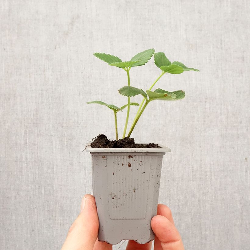 Fresa Cirafine cepellón: 4 cm x 4,5 cm Ejemplar entregado en la primavera