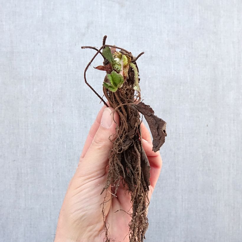 Fresa Cirafine Raíces desnudas Ejemplar entregado en invierno