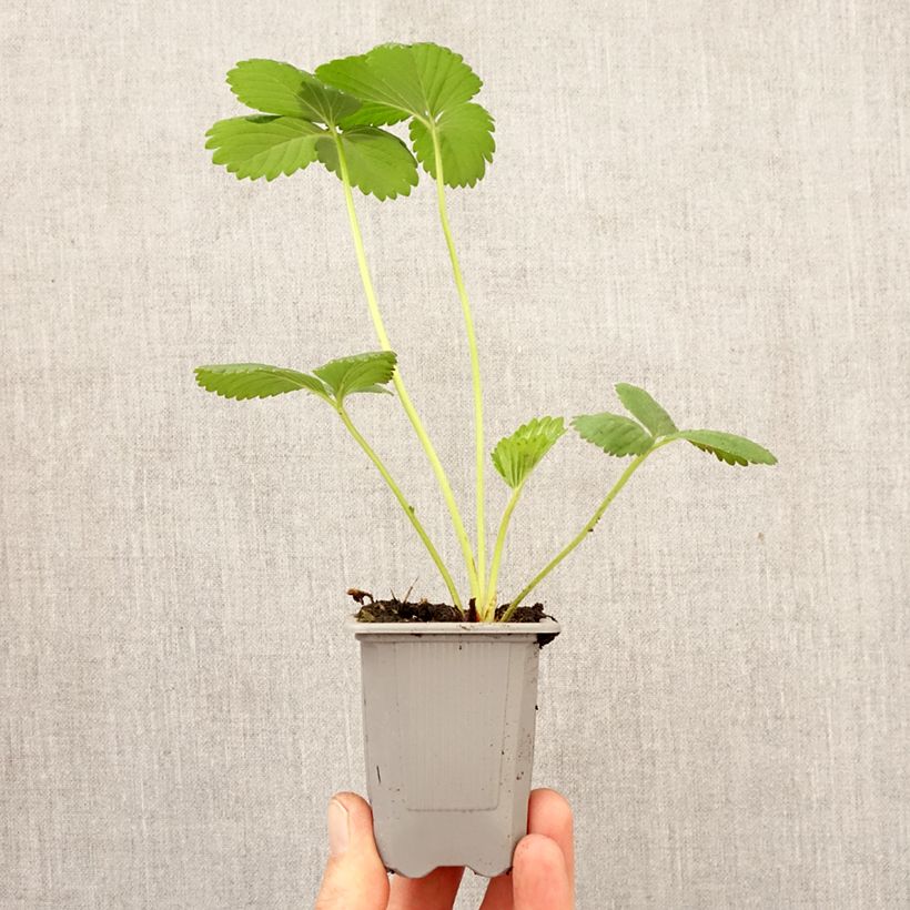 Fresa Cirano cepellón: 4 cm x 4,5 cm Ejemplar entregado en la primavera