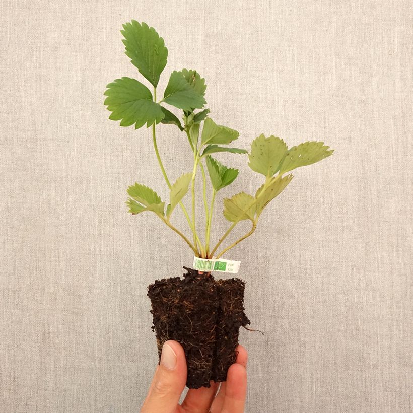 Ejemplar de Fresa Gariguette Bio cepellón de 5 cm x 7 cm entregado en otoño