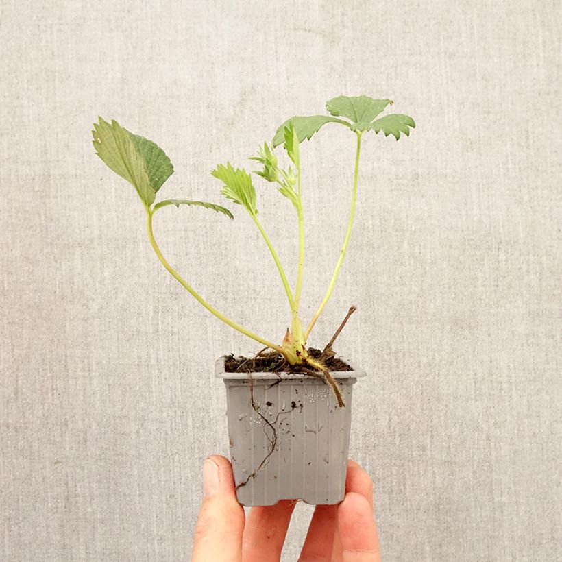 Fresa Gariguette cepellón: 4 cm x 4,5 cm Ejemplar entregado en la primavera