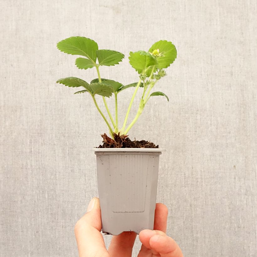 Fresa Gento cepellón: 4 cm x 4,5 cm Ejemplar entregado en la primavera