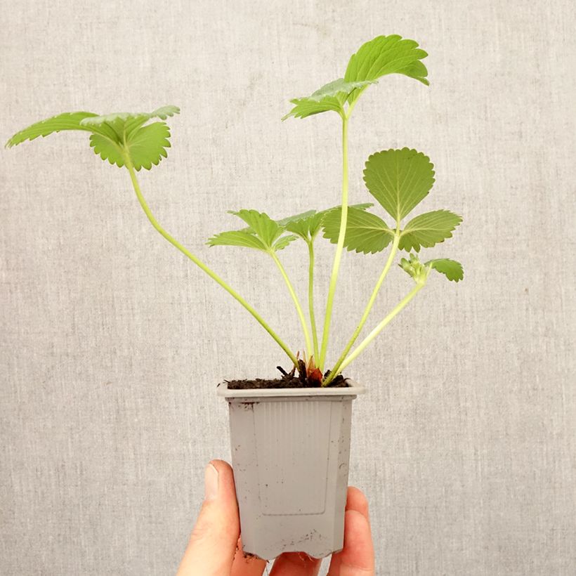 Fresa Gorella cepellón: 4 cm x 4,5 cm Ejemplar entregado en la primavera