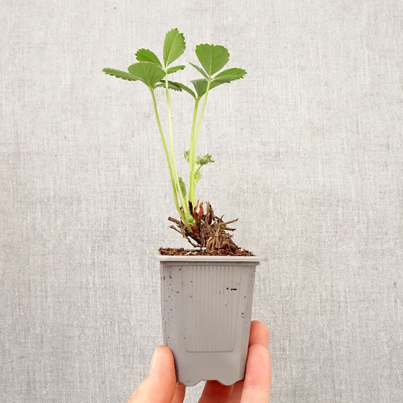 Fresa Maestro cepellón: 4 cm x 4,5 cm Ejemplar entregado en la primavera