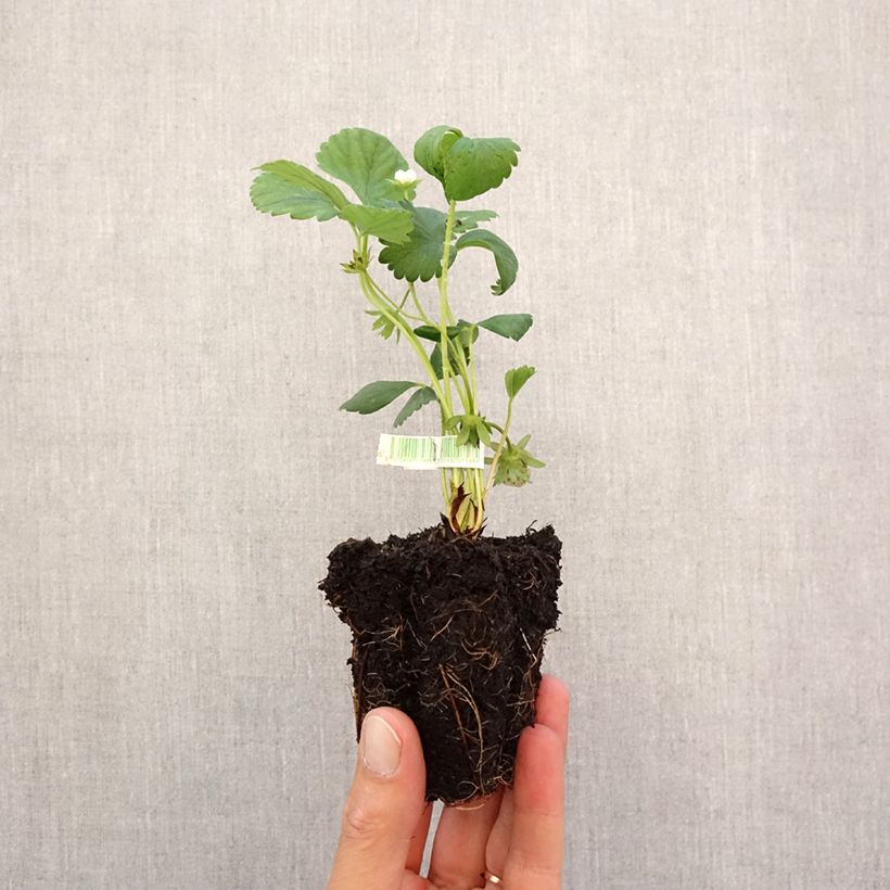 Ejemplar de Fresa Mara des Bois Bio cepellón de 5 cm x 7 cm entregado en otoño