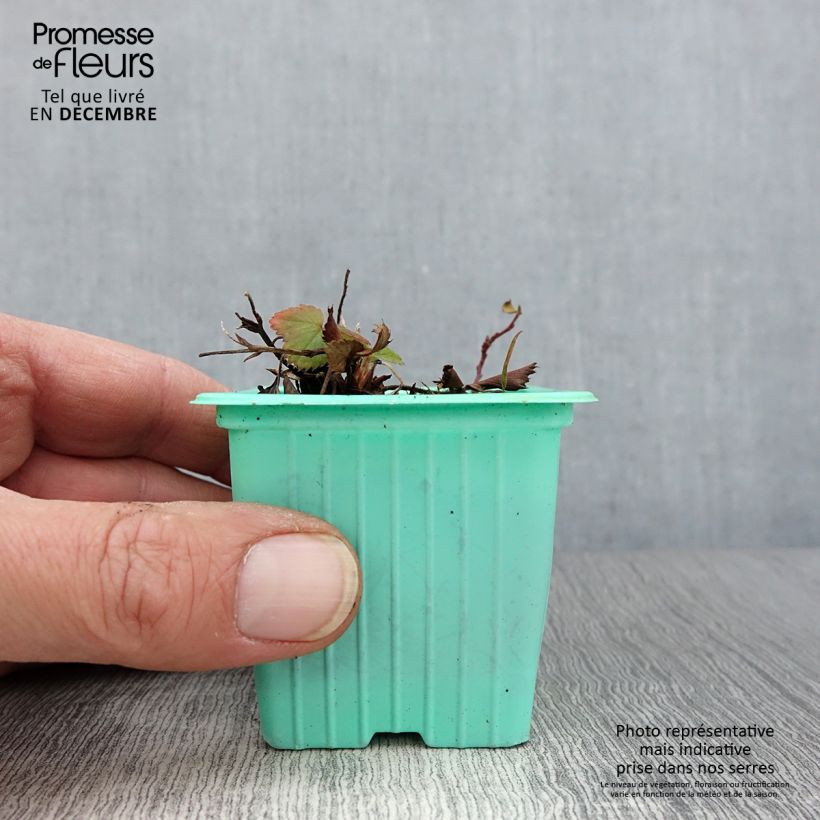 Ejemplar de Fresa Mara des Bois Maceta de 7/8 cm entregado en otoño