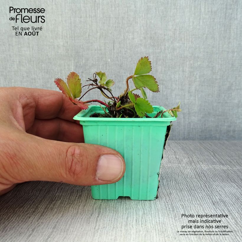 Ejemplar de Fresa Mara des Bois Maceta de 7/8 cm entregado en verano