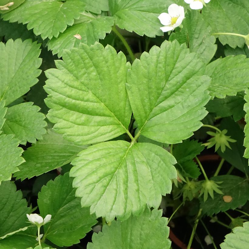 Fresa Mara des Bois (Follaje)