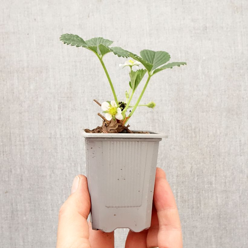 Fresa Mara des Bois cepellón: 4 cm x 4,5 cm Ejemplar entregado en la primavera