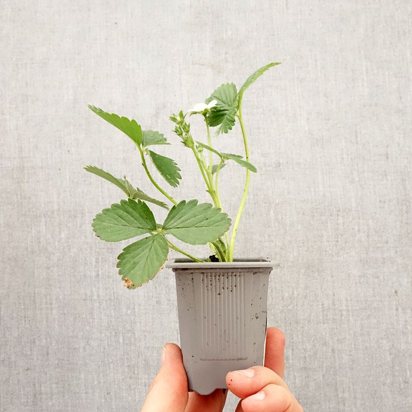 Fresa Mariguette cepellón: 4 cm x 4,5 cm Ejemplar entregado en la primavera