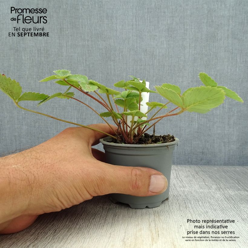 Ejemplar de Fresa Ostara Maceta de 7/8 cm entregado en otoño