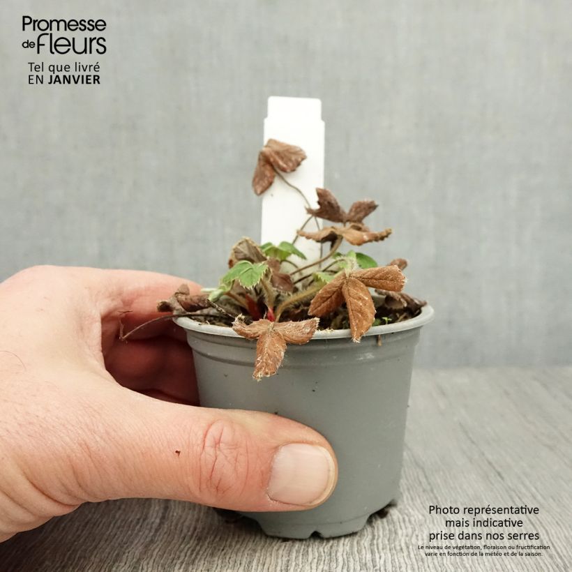 Fresa Ostara Maceta de 7/8 cm Ejemplar entregado en invierno