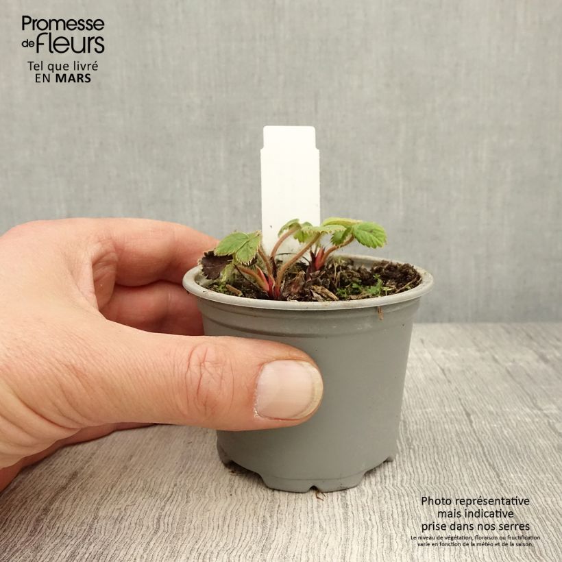 Fresa Ostara Maceta de 7/8 cm Ejemplar entregado en la primavera