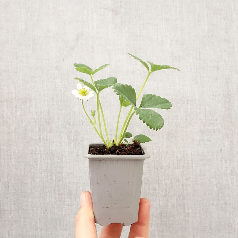 Fresa Ostara cepellón: 4 cm x 4,5 cm Ejemplar entregado en la primavera