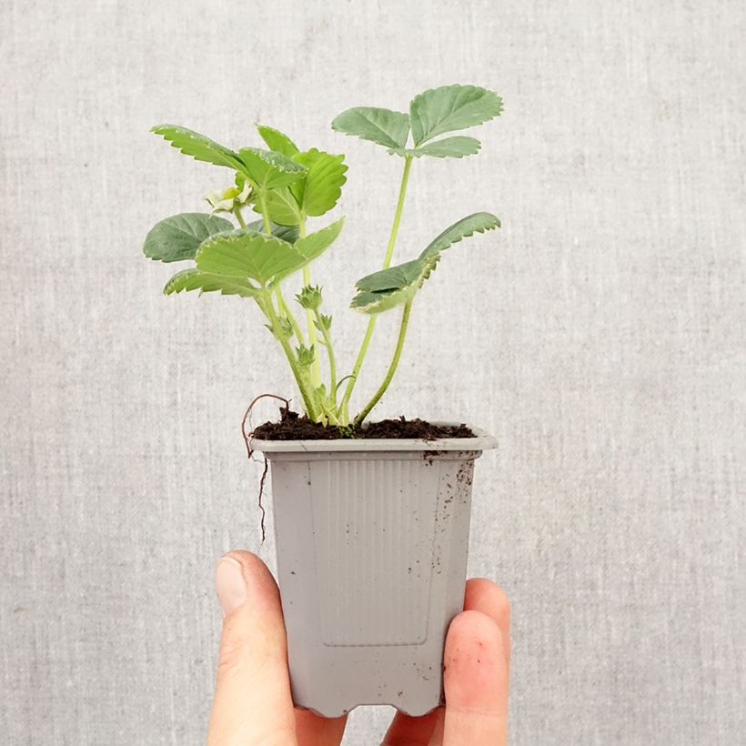 Fresa Rabunda cepellón: 4 cm x 4,5 cm Ejemplar entregado en la primavera