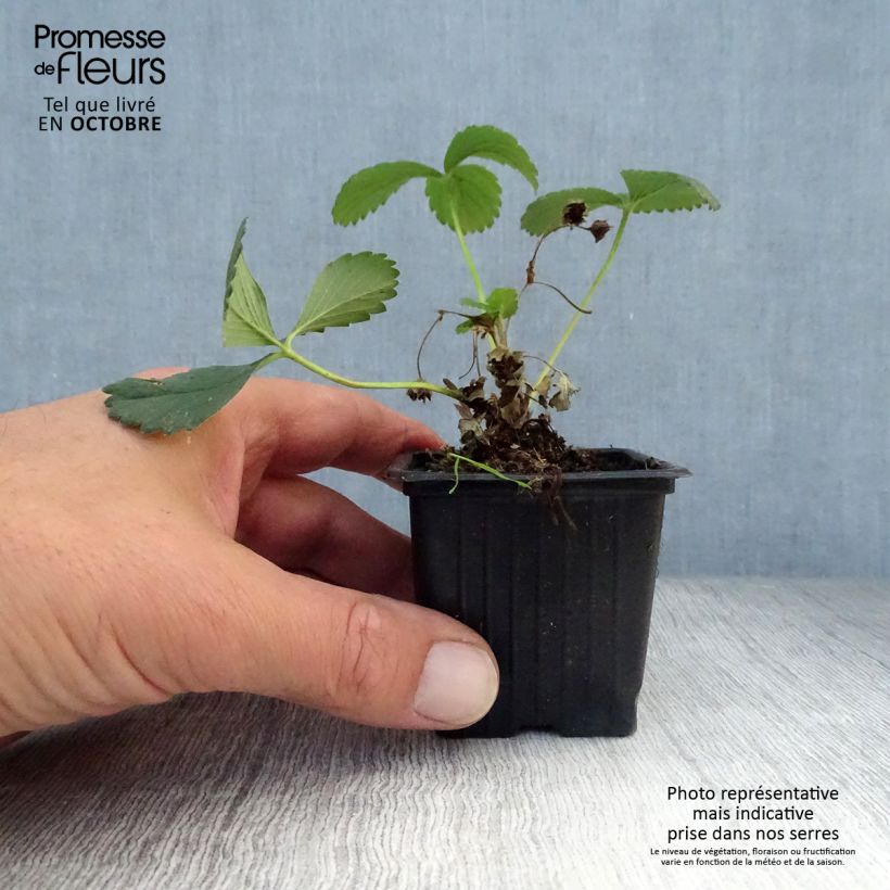 Ejemplar de Fresa Maestro Maceta de 7/8 cm entregado en otoño