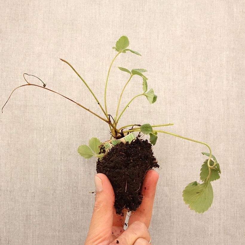 Ejemplar de Fresa Senga Sengana cepellón de 5 cm x 7 cm entregado en otoño