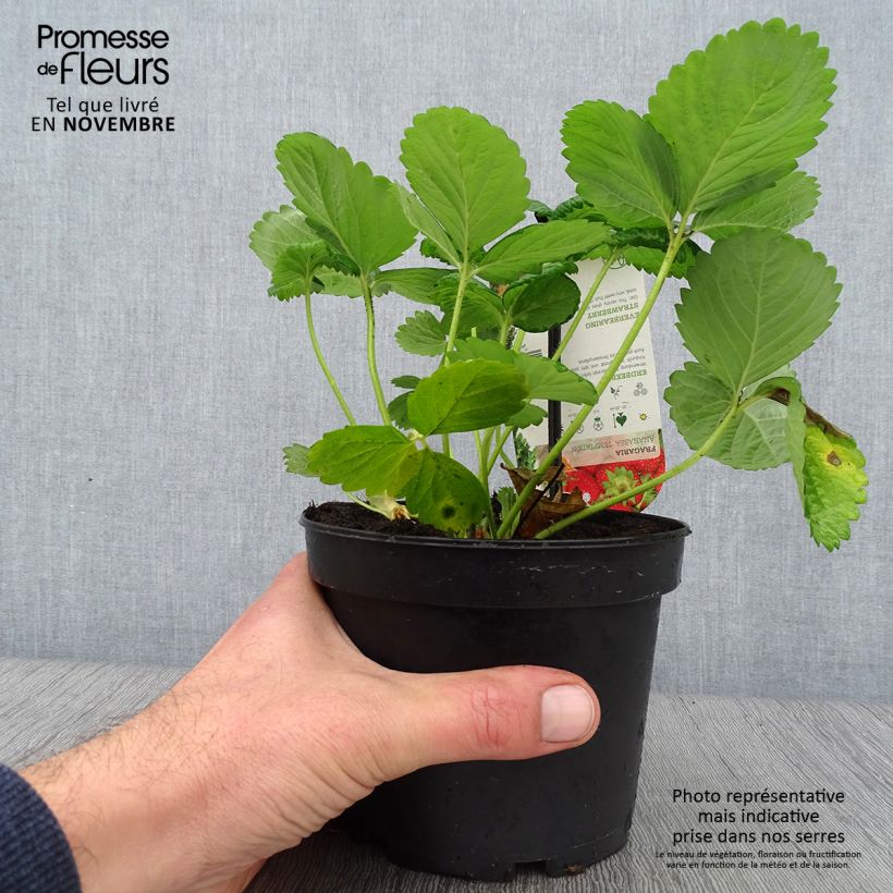 Ejemplar de Fresa Temptation (plantas) Maceta 1,5L/2L entregado en otoño
