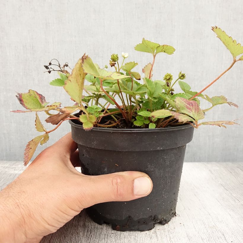 Ejemplar de Fresa Temptation (plantas) Maceta 1,5L/2L entregado en verano