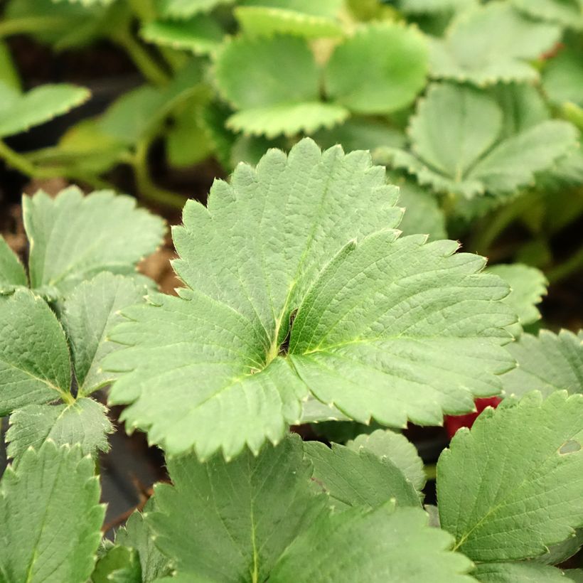 Fresa Temptation (plantas) (Follaje)