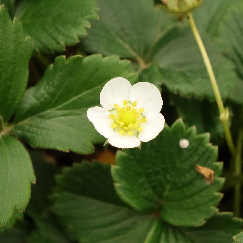 Fresa Temptation (plantas) (Floración)