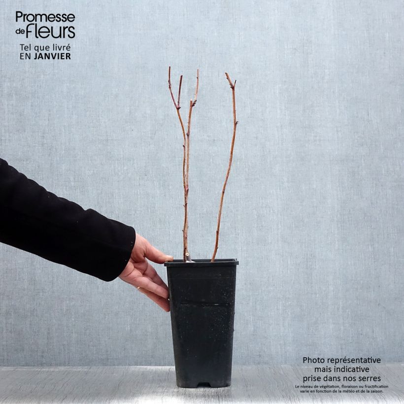 Frambuesa Autumn Passion Maceta 2L/3L, Formación arbustiva Ejemplar entregado en invierno