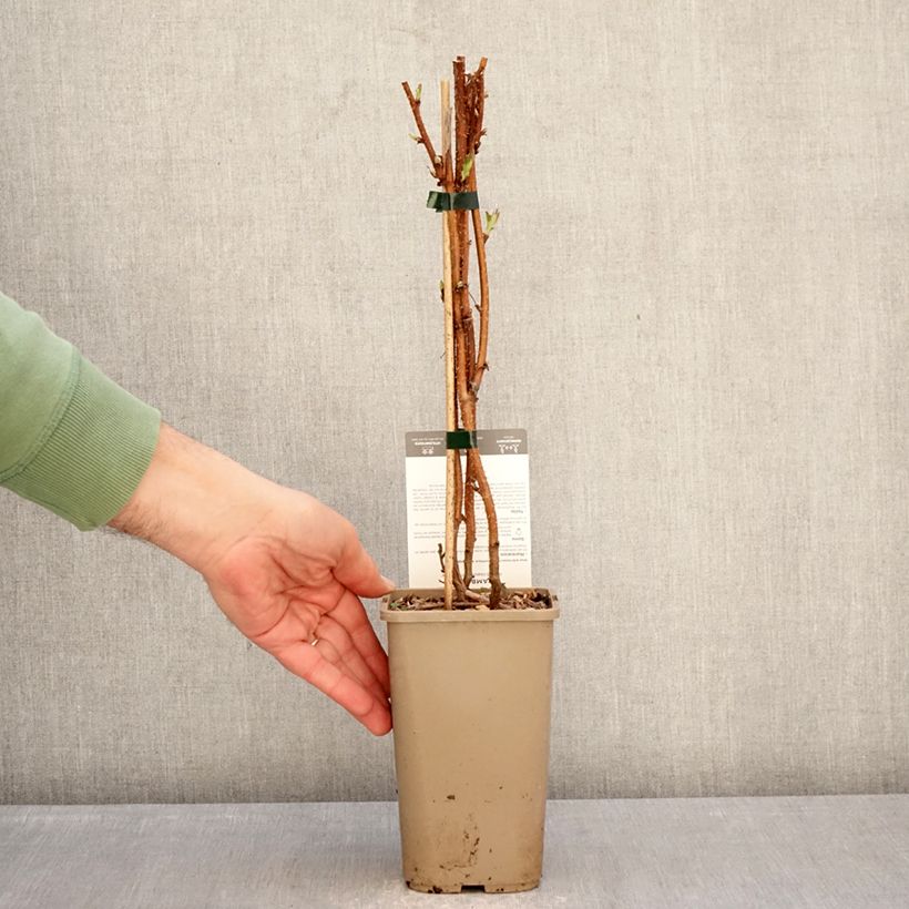 Común frambuesa Carmen Love Maceta 1,5L/2L, Formación arbustiva Ejemplar entregado en invierno