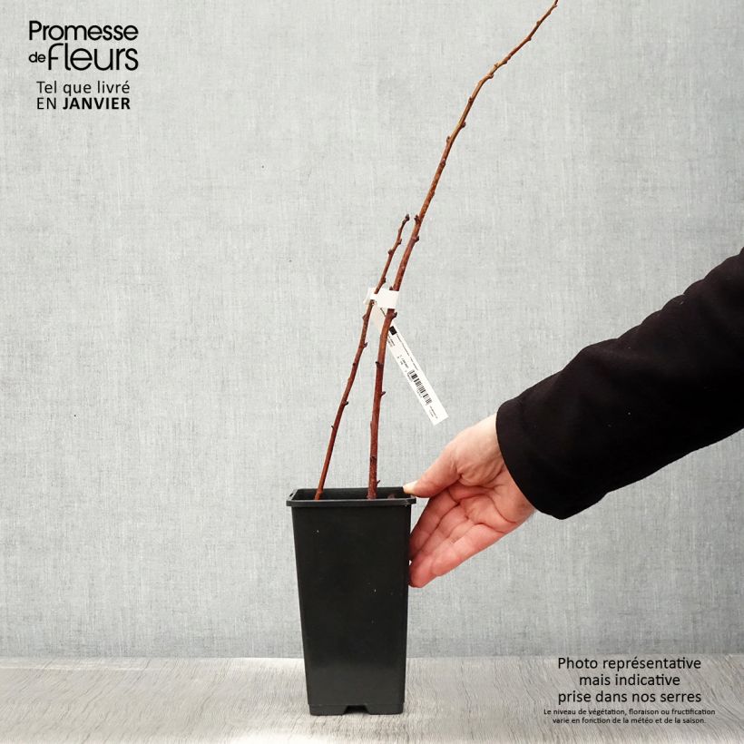 Frambuesa Lowberry Goodasgold Maceta 1,5L/2L, Formación arbustiva Ejemplar entregado en invierno