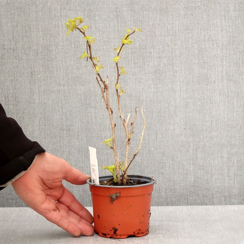 Frambuesa Groovy Maceta de 12 cm / 13 cm, Formación arbustiva Ejemplar entregado en la primavera