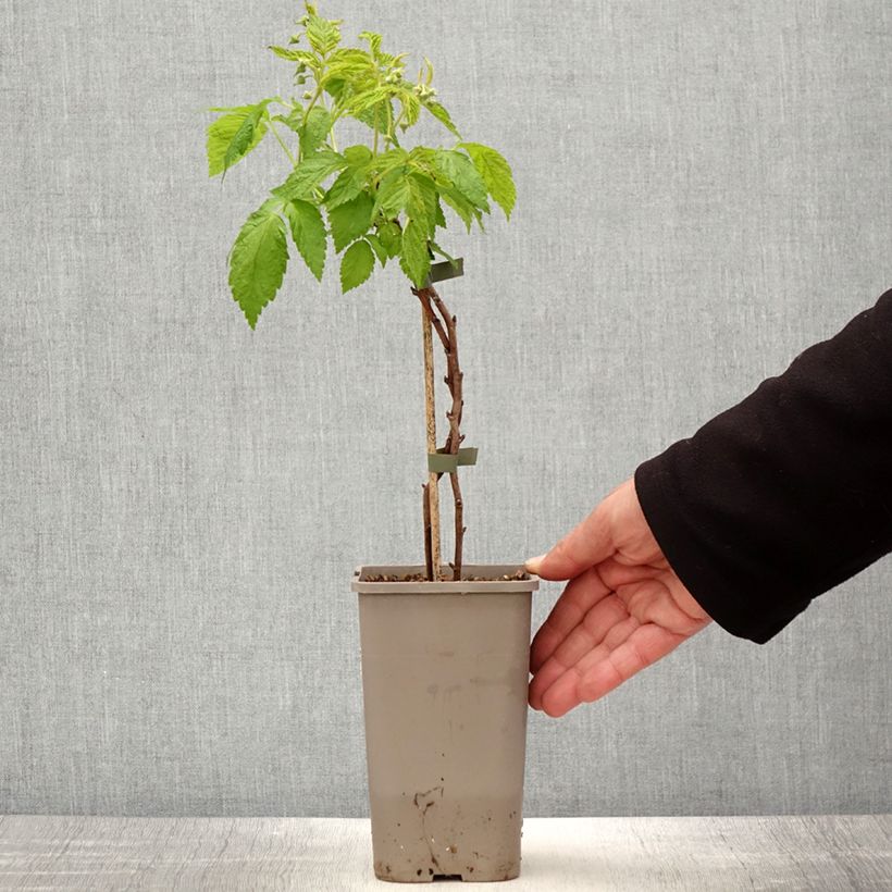 Frambuesa Lowberry Little Orangelina Maceta 1,5L/2L Ejemplar entregado en la primavera