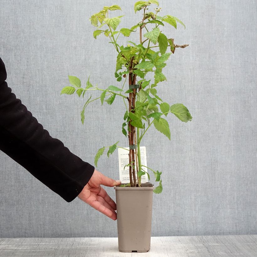 Frambuesa Mademoiselle Françoise Maceta 1,5L/2L, Formación arbustiva Ejemplar entregado en la primavera