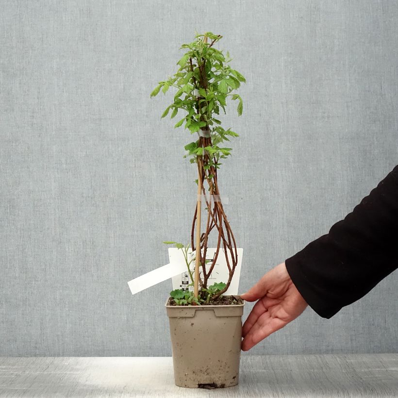 Frambuesa Bella Aromatica Maceta 2L/3L Ejemplar entregado en la primavera