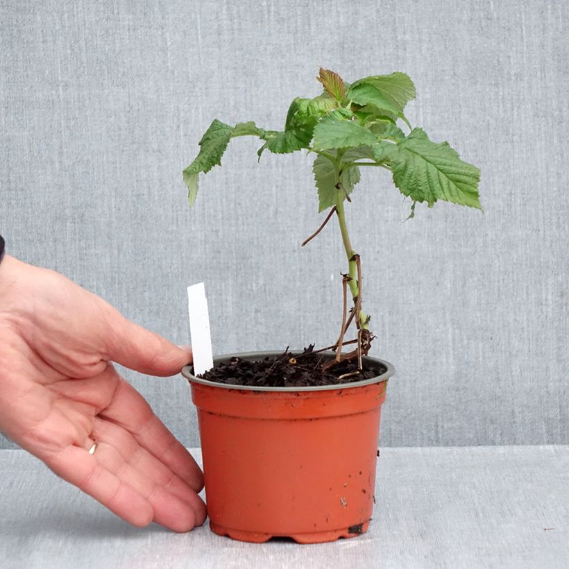 Ejemplar de Frambuesa Ruby Beauty Maceta de 8/9 cm entregado en otoño