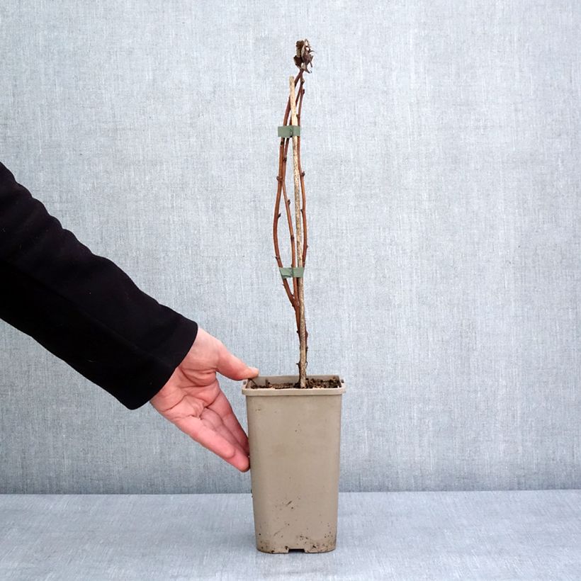 Frambuesa Primeberry Autumn Fleshy Maceta 1,5L/2L, Formación arbustiva Ejemplar entregado en invierno