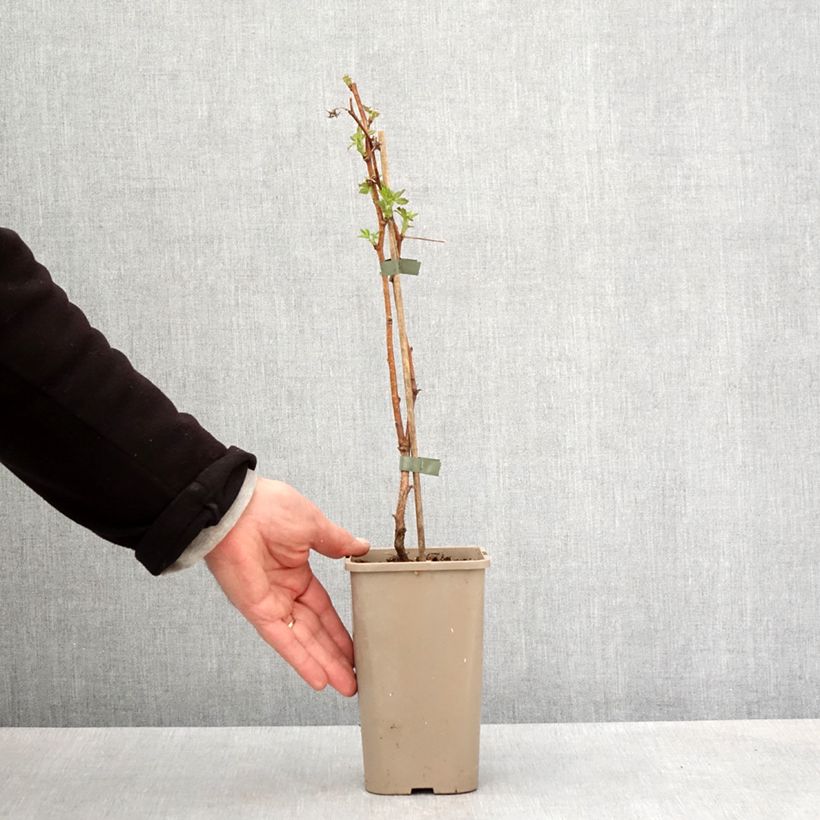 Frambuesa Primeberry Autumn Fleshy Maceta 1,5L/2L, Formación arbustiva Ejemplar entregado en la primavera