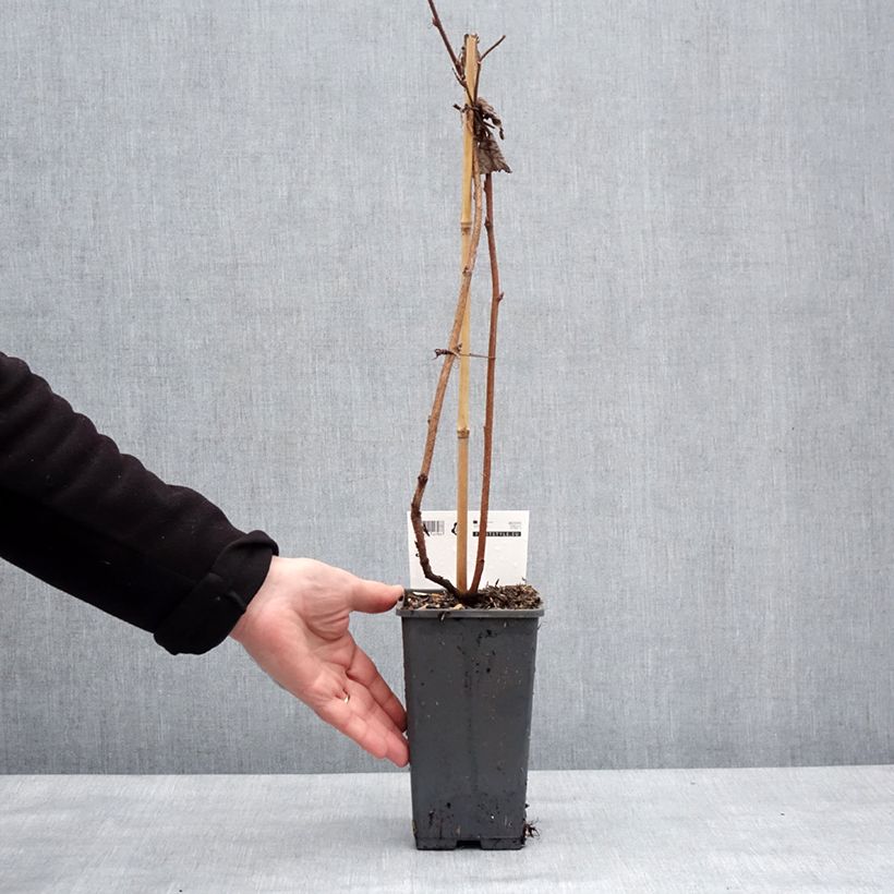 Frambuesa Primeberry Autumn Happy Maceta 1,5L/2L Ejemplar entregado en invierno